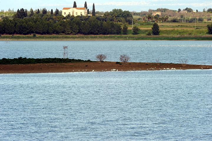 Biviere di Lentini 23.1.2011 (126).jpg